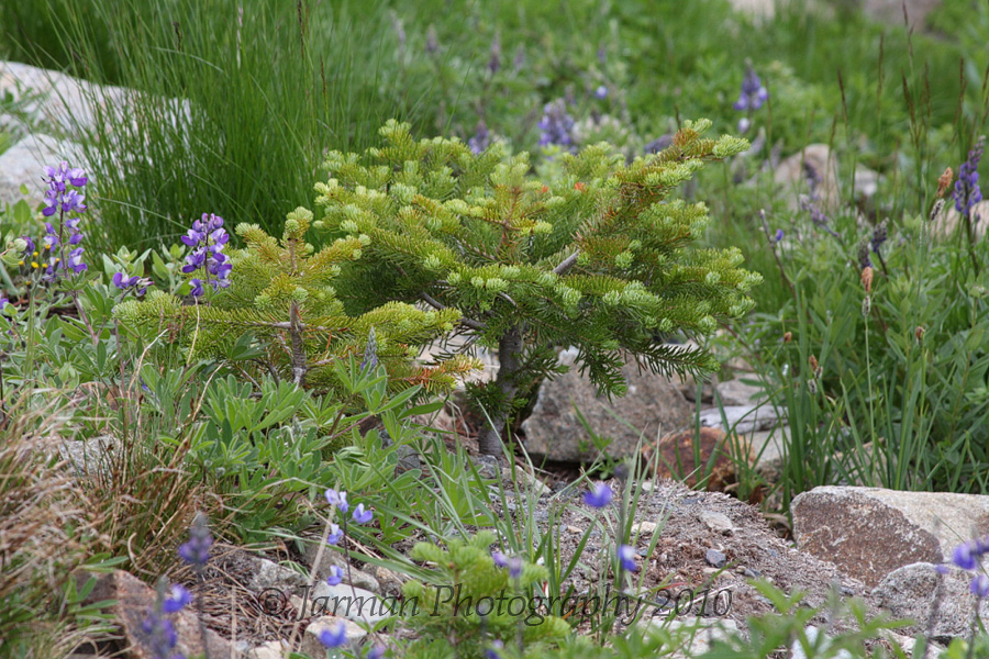 Little tree and wildflowers