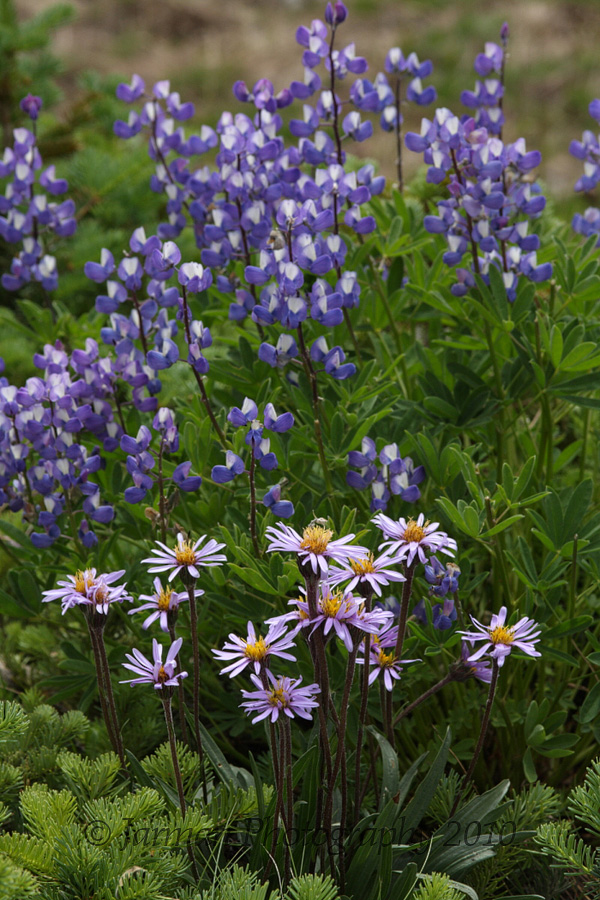 Wildflowers